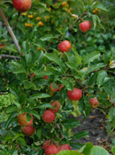 org:/gardening tips/Snoeiadvies/Overzichtspagina/Appel.jpg